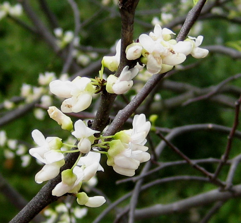 Eastern White Redbud Natorps Online Plant Store